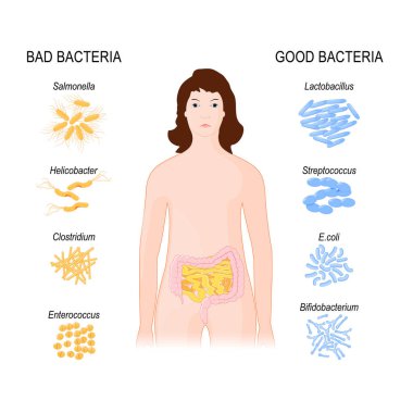 Good and Bad Bacteria. woman with intestines and Gut flora. clipart