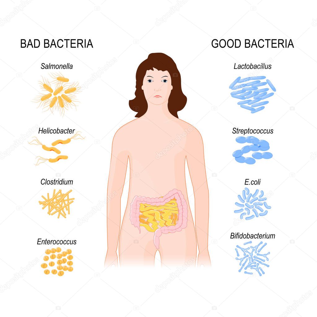 Good and Bad Bacteria. woman with intestines and Gut flora.