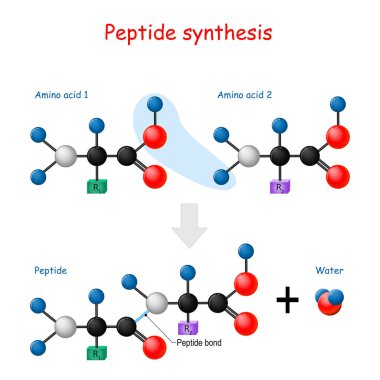 Peptide synthesis. clipart