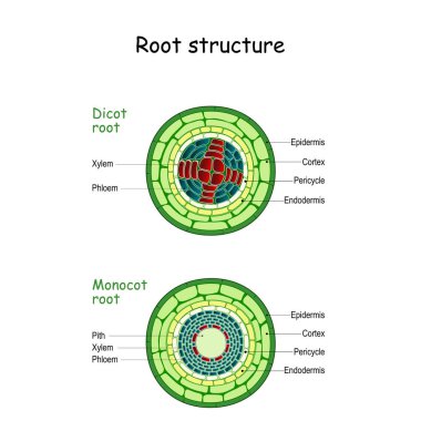 Kök yapısı. monocot ve dicot sapları.