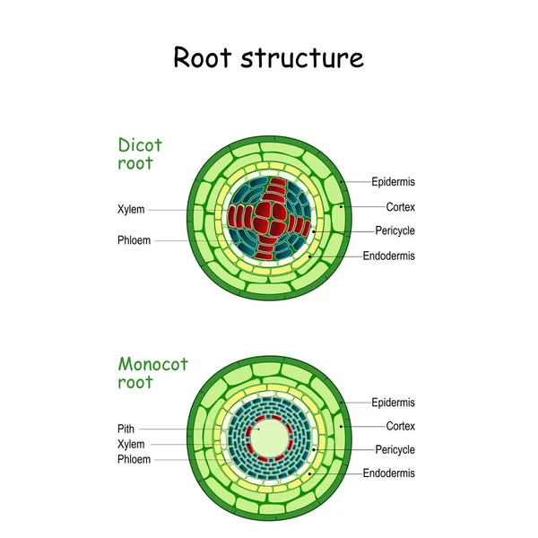 Struktura korzeni. botaniką i przekazu łodygi. — Wektor stockowy