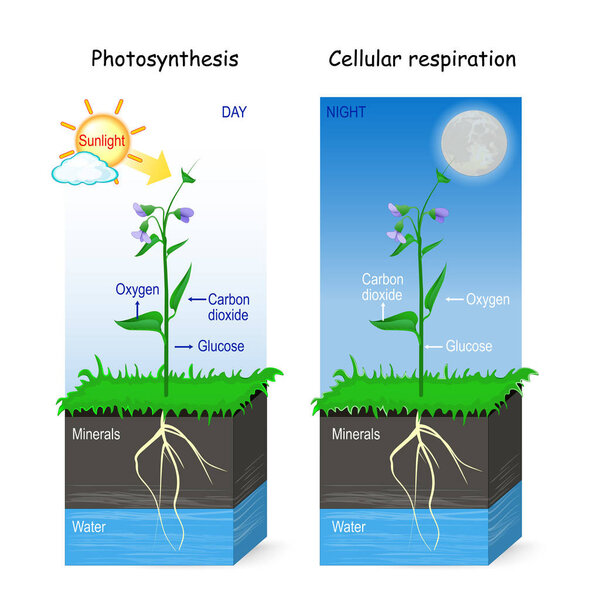 Photosynthesis and cellular respiration.