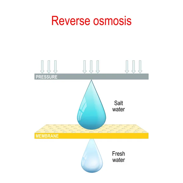 Omgekeerde osmose. twee druppels water en membraan. — Stockvector