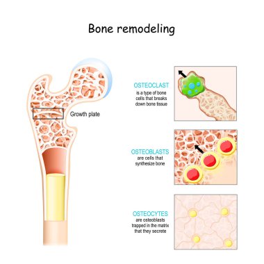Kemik yenileme işlemi. Osteoblast, osteoclast ve osteocyte.