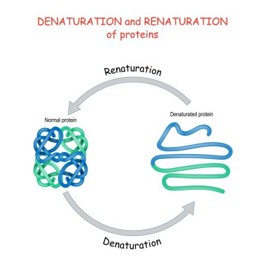 Proteinin denatürasyonu ve yenilenmesi