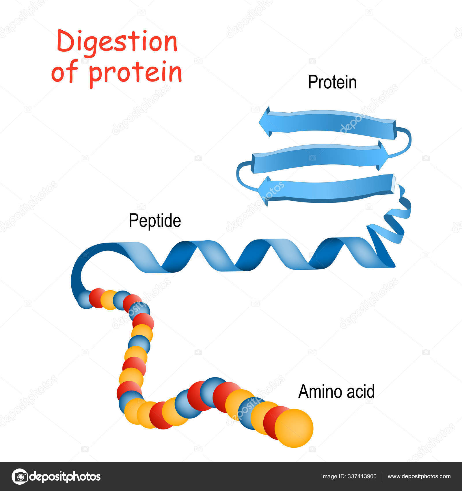 Structure of Protein from amino acid to peptide, and protein. Cl Stock