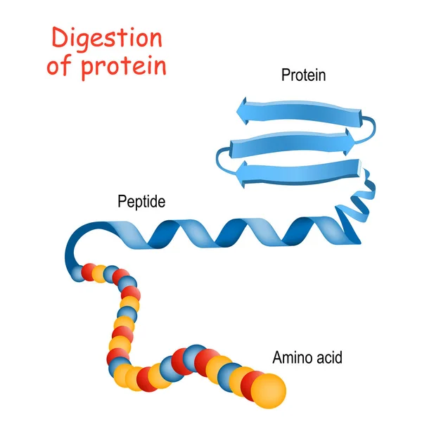 Structure of Protein from amino acid to peptide, and protein. Cl — 스톡 벡터