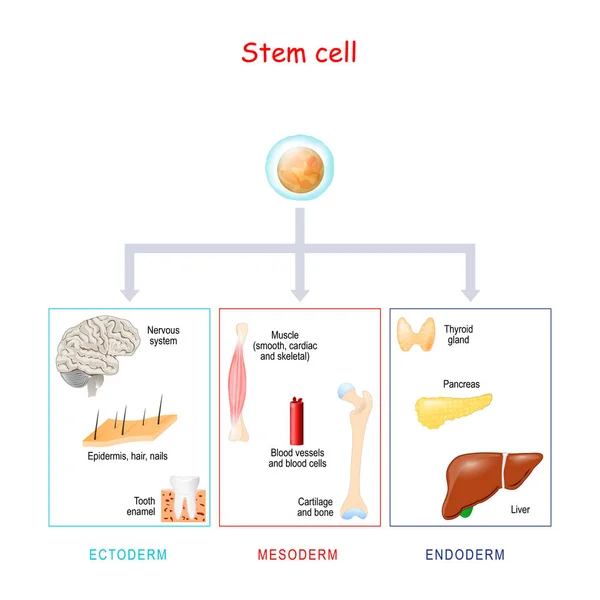 Stem cells on a white background. — Stock Vector