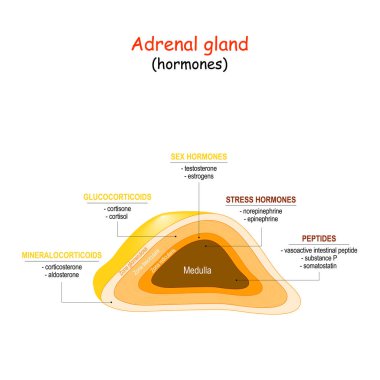 Hormones of adrenal gland clipart
