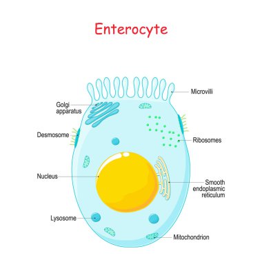 Enterocyte. Structure of the intestinal absorptive epithelial ce clipart