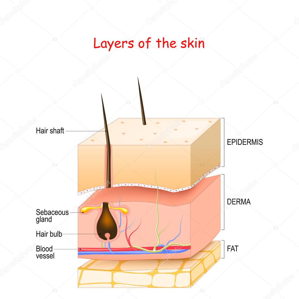 Skin Layers. Epidermis, dermis, hypodermis (fat). 