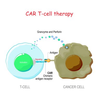 T-cell with Chimeric antigen receptor (CAR t cell) killing of th clipart