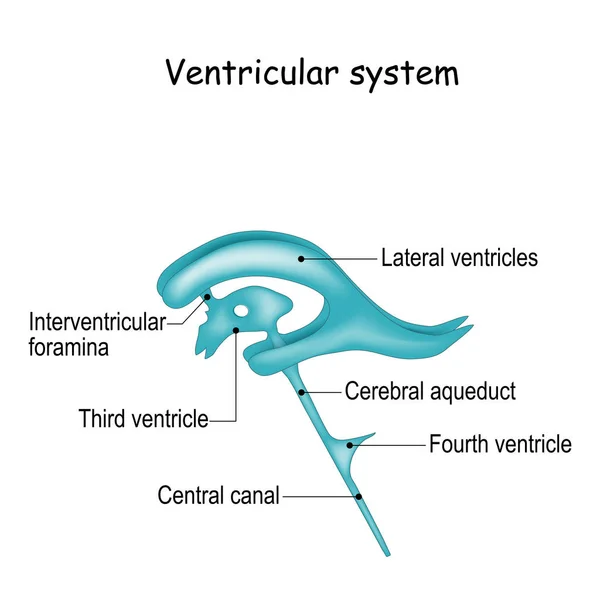 Fluide céphalo-rachidien et système ventriculaire — Image vectorielle