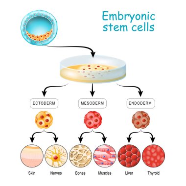 Totipotent 'ten Pluripotent' e, Multipotent ve Unipotent hücre.