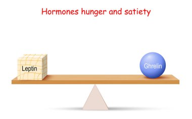 Hormonların dengesi. Açlık ve doyumsuzluk. Leptin (adipoz doku)