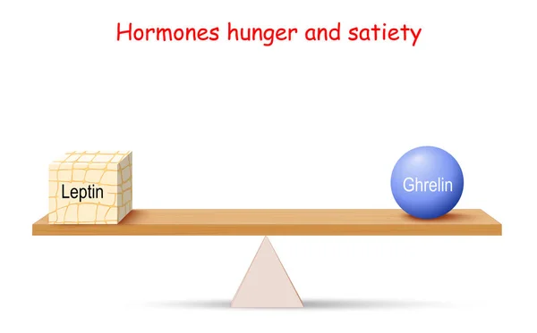 Equilíbrio de Hormônios. fome e saciedade. Leptina (tecido adiposo ) — Vetor de Stock