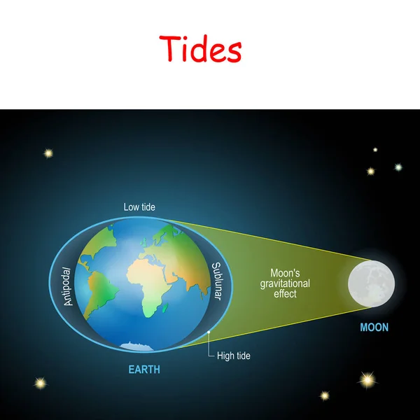 Tides Diagram Low High Lunar Tides Effect Moon Gravitational Force — Stock Vector