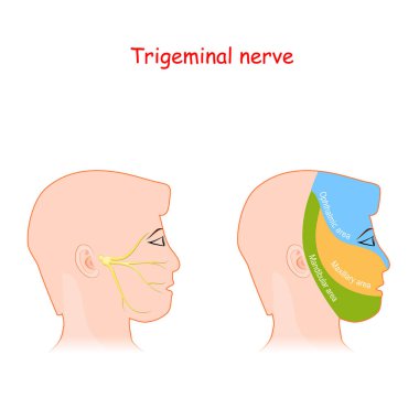 Trigeminal sinir ve sinirsel sinirlerin ana alanları. Baş nöroloji şeması. Optalmik, üst çene ve alt çene dalları olan erkek kafası. Yüz sinirsel ağı ve acı bölgeleriyle vektör illüstrasyon diyagramı