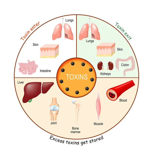 Toxiny Proces Detoxikace Eliminace Vstup Výstup Skladování Toxinů Lidském Těle — Stockový vektor