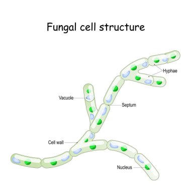 Mantar hücre yapısı. Septalı mantar hyphae. Septum; çarpıtma; çekirdek. Eğitim, biyolojik ve bilimsel kullanım için vektör diyagramı