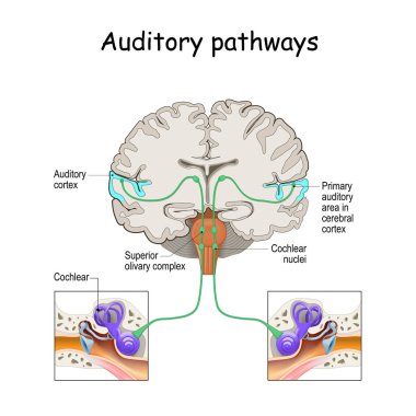 auditory pathways from cochlea in ear to cortex in brain. Sound Localization. anatomy of the auditory system. Structures of the Ear clipart