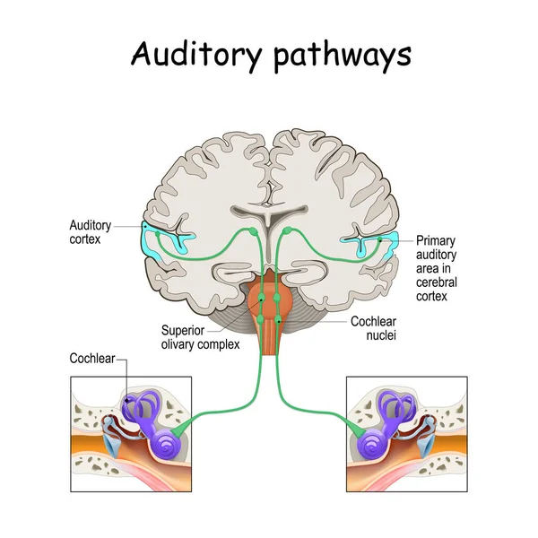 Kulakta Kokleadan Beyinde Kortekse Giden Işitsel Yollar Yerelleştirme Sesi Şitme — Stok Vektör