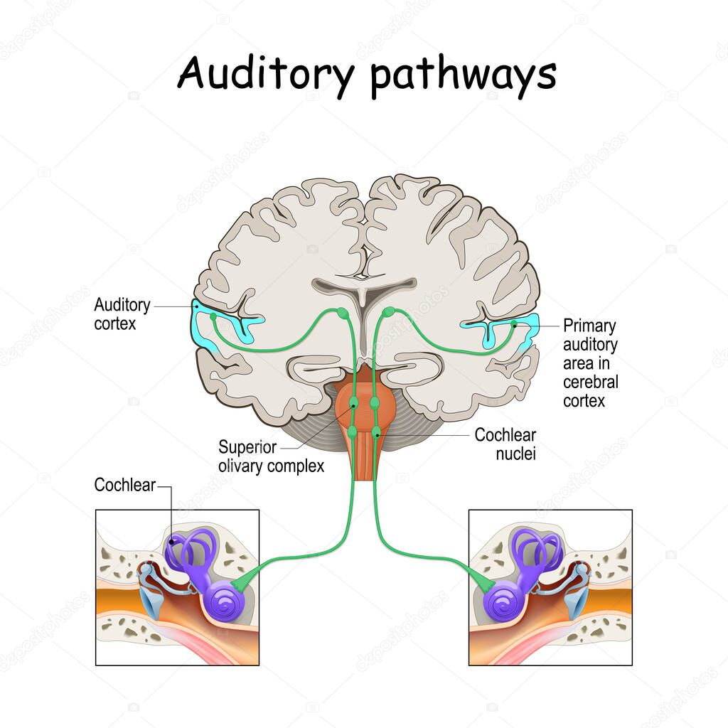 auditory pathways from cochlea in ear to cortex in brain. Sound Localization. anatomy of the auditory system. Structures of the Ear