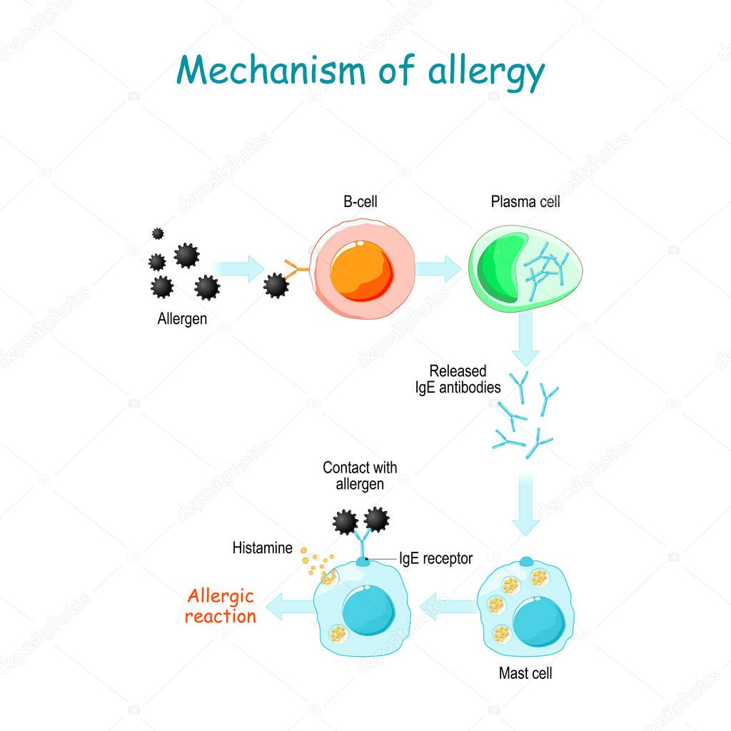 Mechanism of allergy. Mast cells and allergic reaction. B-cell is exposed to allergen, plasma cells will initiate an overproduction of IgE antibodies. The IgE molecules attach themselves to mast cells. When allergen enters the body for the second tim