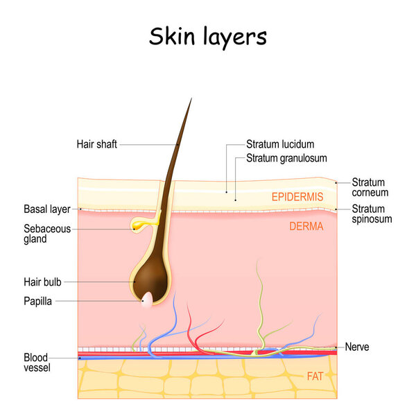 Skin layers: Epidermis, Dermis, Hypodermis. Skin anatomy with hair follicle, and sebaceous gland. flat vector illustration