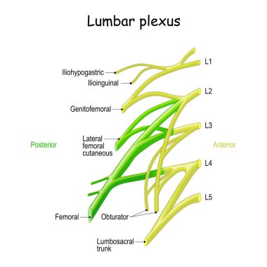 lumbar plexus. Clinical Anatomy of Spinal Nerves. overview. Vector diagram for medical, science and education use clipart