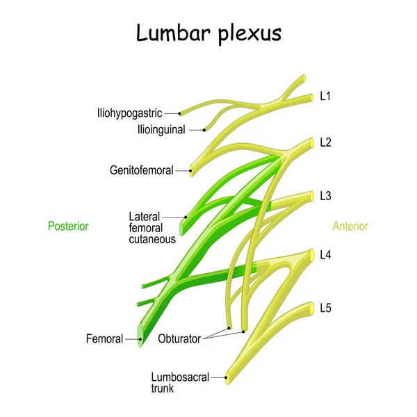 Lumbar Plexus Clinical Anatomy Spinal Nerves Overview Vector Diagram Medical — Stock Vector