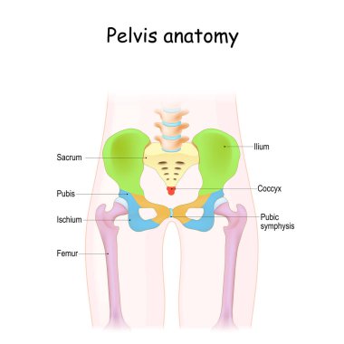Pelvis anatomisi. Pelvik iskeletin renk yapısı: sakrum, ilium, coccyx, pubis, iskiyum ve femur. Beyaz arkaplanda izole edilmiş vektör illüstrasyonu