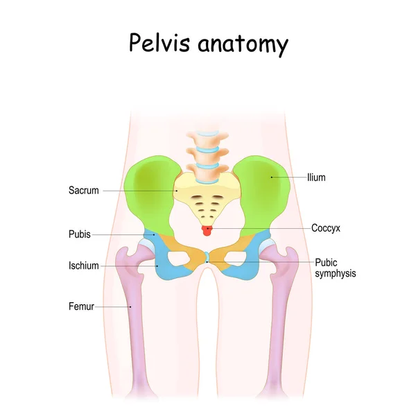 Anatomia Pélvis Estrutura Colorida Esqueleto Pélvico Sacro Ílio Cóccix Púbis — Vetor de Stock