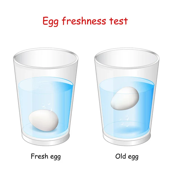 Тест Свежести Яиц Два Стакана Воды Яйца Свежее Яйцо Утонет — стоковый вектор