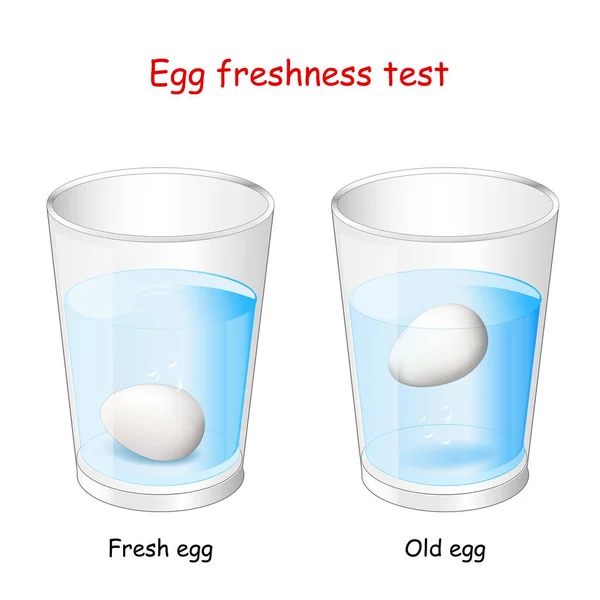 Prueba Frescura Del Huevo Dos Vasos Agua Huevos Huevo Fresco — Archivo Imágenes Vectoriales