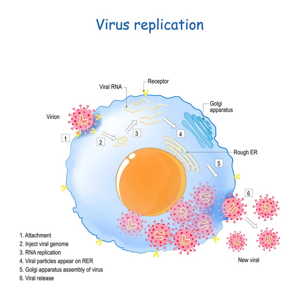 Replicación Del Coronavirus Ciclo Vida Los Virus Arn Sars Covid — Archivo Imágenes Vectoriales