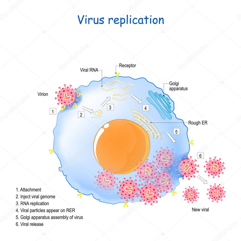 Coronavirus replication. life cycle of RNA viruses. SARS, COVID-19 or MER-CoV