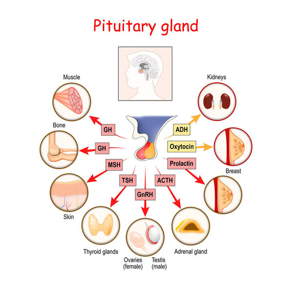 гормоны гипофиза. Две доли, передняя и задняя, функционируют как независимые железы. Анатомия гипофиза. векторная диаграмма
