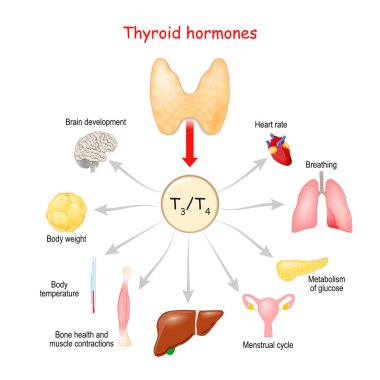 Tiroit hormonu. Vücudun hayati fonksiyonlarının düzenlenmesi. Vektör illüstrasyonu