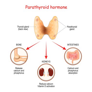 Hormonlar paratiroid bezleri tarafından üretiliyor. Paratiroid hormonu (PTH). Parathormone. Paratirin, kemik, böbrek ve bağırsaktaki kalsiyumu düzenler.