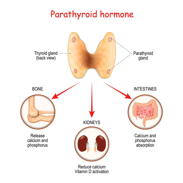 Hormones Produced Parathyroid Gland Parathyroid Hormone Pth Parathormone Parathyrin Regulates — Stock Vector