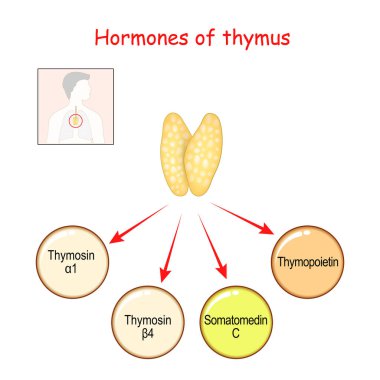 Hormonlar Thymus bezi tarafından üretiliyor. Thymopoietin, insülin benzeri büyüme faktörü (IGF-1), veya somatodin C, timozin alfa ve timozin beta. Tıp, bilim ve eğitim kullanımı için vektör illüstrasyonu.
