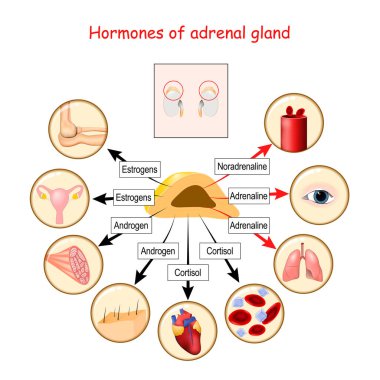 Hormones of adrenal gland and human organs that respond to hormones. cortisol, androgen, adrenaline, noradrenaline, and estrogens. Vector illustration for medical, education and science use clipart