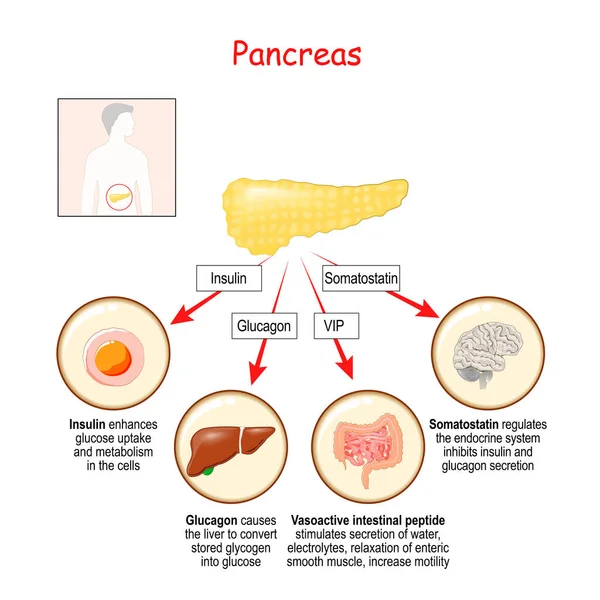 Hormônios Glândula Pancreática Órgãos Humanos Que Respondem Hormônios Insulina Glucagon —  Vetores de Stock