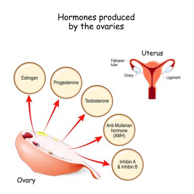Yumurtalıklar tarafından üretilen hormonlar. İnsan endokrin sistemi. Östrojen, Progesteron, Testosteron, Anti-Mullerian hormonu (AMH) ve Inhibin. Tıp, eğitim ve bilim kullanımı için vektör illüstrasyonu