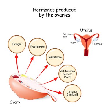Hormones produced by the ovaries. Human endocrine system. Estrogen, Progesterone, Testosterone, Anti-Mullerian hormone (AMH) and Inhibin. Vector illustration for medical, education and science use clipart
