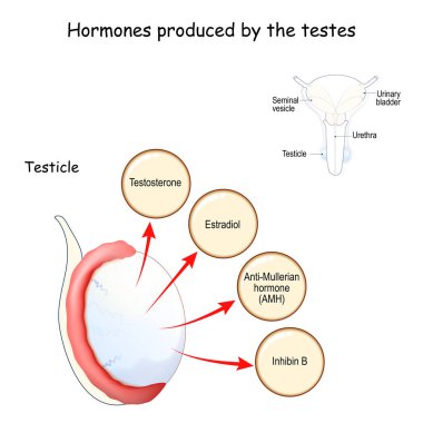 Hormones produced by the testes (testicle). Human endocrine system. Estradiol, Testosterone, Anti-Mullerian hormone (AMH) and Inhibin. Vector illustration for medical, education and science use