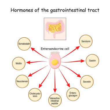Hormones of the gastrointestinal tract and Enteroendocrine cell. Enterocyte. Human endocrine system. Vector illustration for medical, education and science use. clipart