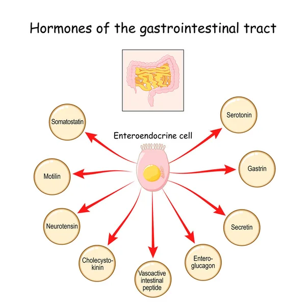 Ormoni Del Tratto Gastrointestinale Della Cellula Enteroendocrina Enterocita Sistema Endocrino — Vettoriale Stock