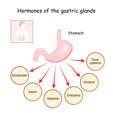 Mide bezlerinin hormonları (kolesistokin, serotonin, endorfin, histamin, gastrin, somatostatin). Mide. İnsan endokrin sistemi. Tıp, eğitim ve bilim kullanımı için vektör illüstrasyonu.